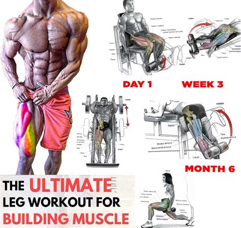 Best Muscle Building Leg Exercises Tips