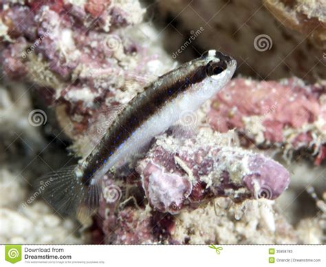 Striped Goby Stock Image Image Of Wild Oceanic Underwater 35958783