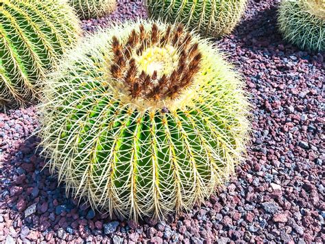 Round Big Cacti Stock Image Colourbox