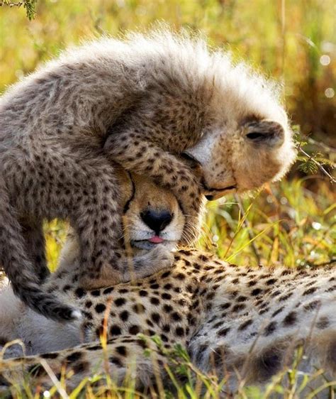 Cheetah Cub And Mom Cheetah Photo 37681161 Fanpop