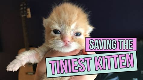 Saving The Tiniest Newborn Kitten Youtube