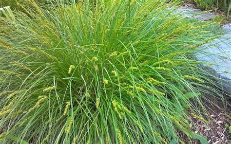 Appalachian Sedge Native Plants Ornamental Grasses Grass For Sale