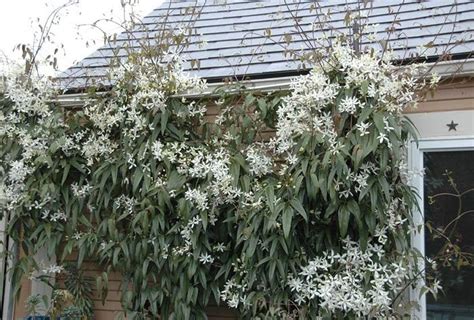 Evergreen Clematis Makes An Amazing Return