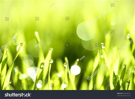 Fresh Green Grass Water Drops Blurred Stock Photo 335590232 Shutterstock