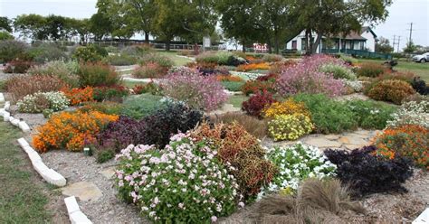 Also, probably the tree they put in will be small, so it won't turn. Master gardeners' picks are North Texas hardy | Texas ...