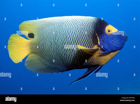Blue Faced Angelfish Pomacanthus Xanthometopon Red Sea Egypt Stock