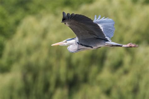 Great Blue Heron Flying · Free Stock Photo