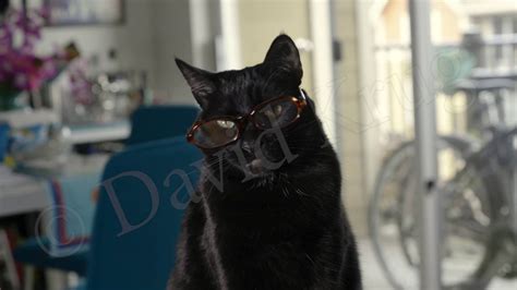 Black Cat Wearing Glasses Youtube