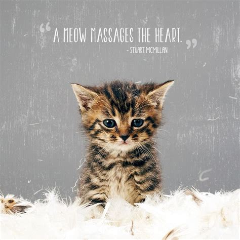 50 Cat Quotes That Perfectly Explain Your Love For Kitties Quotes