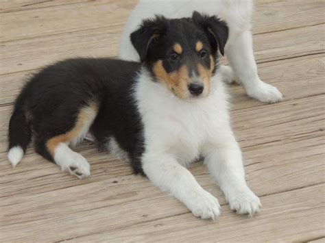 3- Rough Collie Puppies,10 weeks old, 2 boys & 1Girl, Whites, Tri's for Sale in Windsor, Ohio