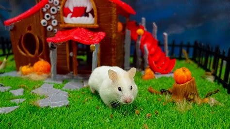 Hamster Halloween Spooky House 🎃 Haunted House 🎃 Homura Ham Hamster