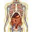 Transparent Human Body With Internal Organs Nervous System Lymphatic 