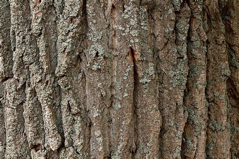 Drzewo Kory Drzewa Topola · Darmowe Zdjęcie Na Pixabay