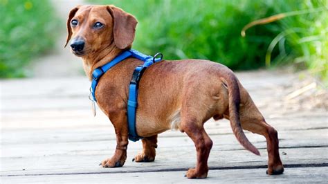Dachshund Back Problems Warning Signs And Treatment