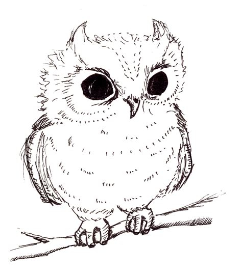 Baby Owl By Arani On Deviantart