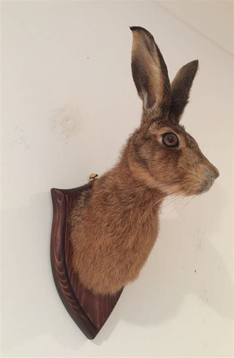 Taxidermy Hare Head Natural History Etsy