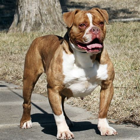 Olde english bulldogges and english bulldogs differ in size and appearance and their recognition by kennel clubs. LeeLou - Evolution Olde English Bulldogges