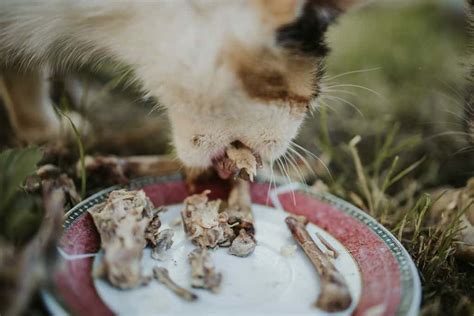 Can Cats Eat Fried Chicken