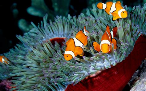 Animals Fish Sea Clownfish Wallpapers Hd Desktop And Mobile