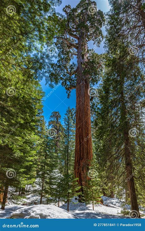 The General Grant Grove Of Giant Sequoia S In Kings Canyon National Park Stock Image Image Of