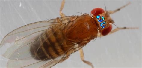 Scientists Examine Sleep Homeostasis In The Fruit Fly Brain