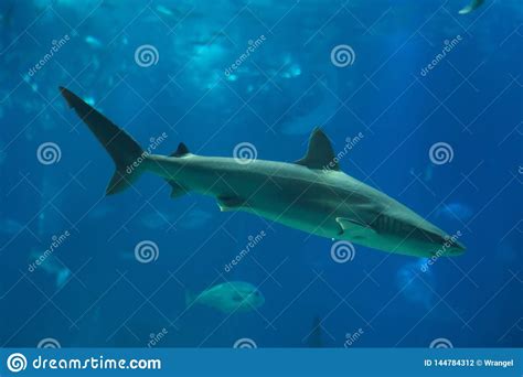 Sandbar Shark Carcharhinus Plumbeus Stock Photo Image Of Shark