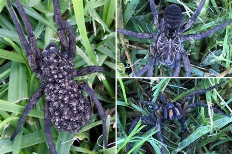Terrified Woman Finds Massive Wolf Spider With Hundreds Of Babies On