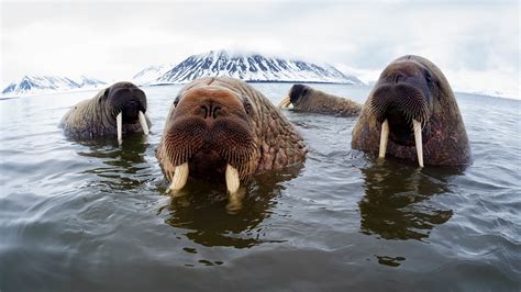 Walrus Wwf Arctic