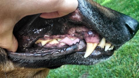 Healthy Gums In Dogs In Dogs That Are Always Allowed To Chew They May
