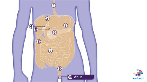 De Anus Kankernl