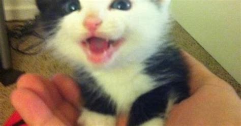 The Cutest Kitten Ever Imgur