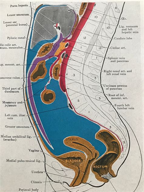 Sagittal Plane Thorax Organ Abdomen Anatomy Abdomen Anatomy Lung The Best Porn Website