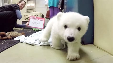 Columbus Zoos Baby Polar Bear Finally Has A Name Nora