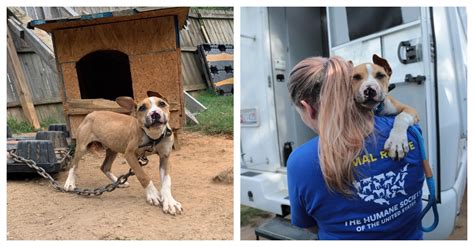 Scarred Dogs Wag Their Tails As They Are Rescued From Dogfighting