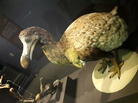 Dodo 2018 A Taxidermy Of The Dodo Raphus Cucullatus A Flickr