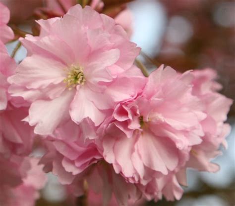 Buy Japanese Flowering Cherry Prunus Kanzan Delivery By Waitrose