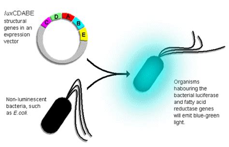 Bacterial Bioluminescence Incrediblebiology
