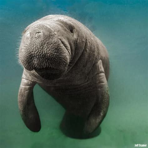 The West Indian Manatee Is One Of Three Manatees And Four Sea Cows