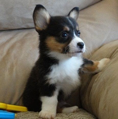 All puppies come with a health guarantee. Pembroke Welsh Corgi Puppies For Sale | South Carolina 9 ...