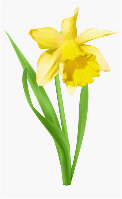 Download Daffodil Svg Free Gif Free SVG files | Silhouette and Cricut