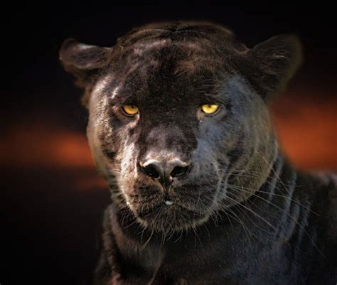 The Panther Spirit Animal Ultimate Guide Meanings And Symbolism