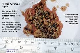 Further treatment depends on the underlying cause of the obstruction, the severity of the obstruction, and what (if any) complications have arisen. Bladder Stones | Russian Federation| PDF | PPT| Case ...