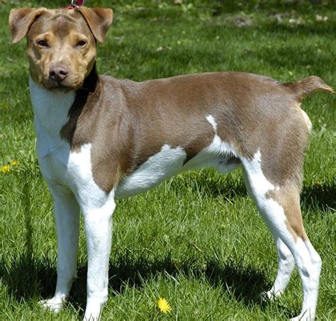 Der brasilianische terrier ist ein echtes powerpaket, das die ganze familie auf trab hält. Brazilian Terrier Info, Puppies, Personality and Pictures