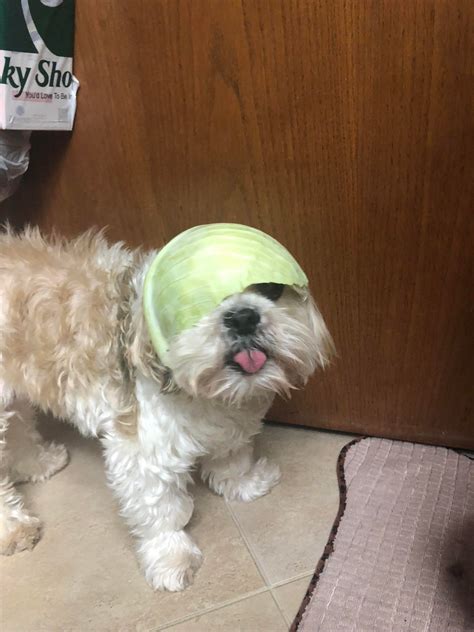 Psbattle Dog With Cabbage On Head Photoshopbattles