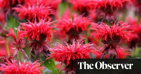 How To Keep Perennials In Check Gardening Advice The Guardian