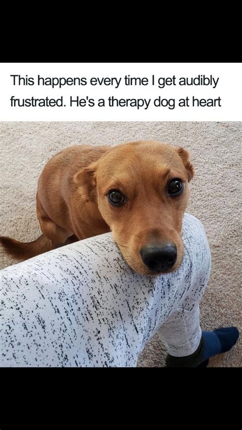 27 Dog Memes For When You Need That Daily Cute Fix Funny Dog Memes