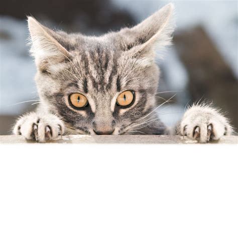 Angry Cat Looks In Front Stock Image Image Of Animal 89985167