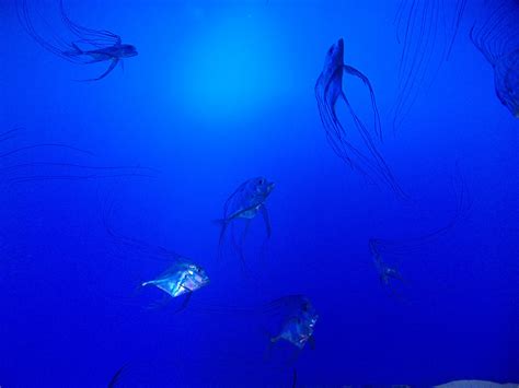 Free Images Sea Ocean Underwater Blue Fish Invertebrate Reef