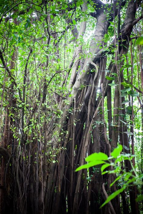 Árboles Tropicales Del Bosque De La Selva En Asia Hermoso Foto De