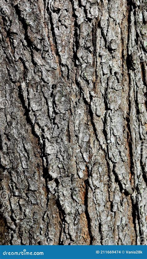Beautiful Tree Bark Patterns Designed By Nature Stock Photo Image Of